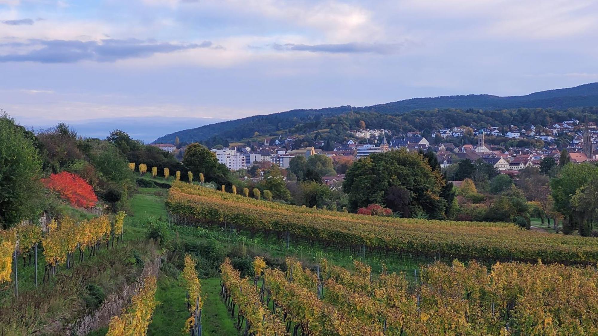 Ihr Bett Mit Blick Auf Die Weinberge Bad Dürkheim Eksteriør bilde